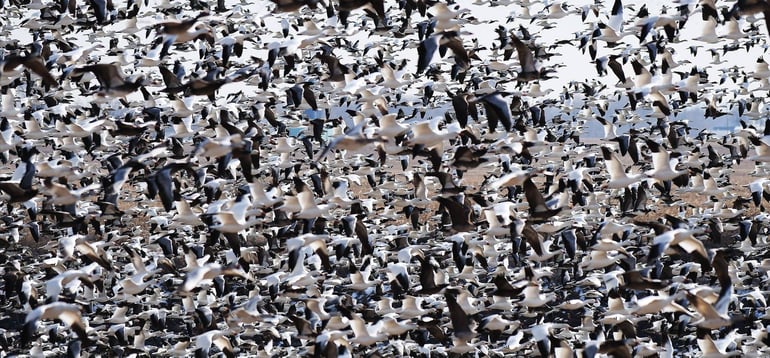 Geese Flock Flying in Dakota Dunes on Missouri River by Chadd Goosmann Aurora Photography-1.jpg